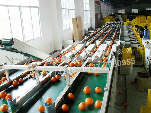 沅江興農(nóng)機(jī)械制造有限公司,沅江水果分選機(jī),沅江水果清洗機(jī),沅江水果打蠟機(jī)哪里好,沅江興農(nóng)機(jī) 沅江興農(nóng)機(jī)械制造有限公司,沅江水果分選機(jī),沅江水果清洗機(jī),沅江水果打蠟機(jī)哪里好,沅江興農(nóng)機(jī)